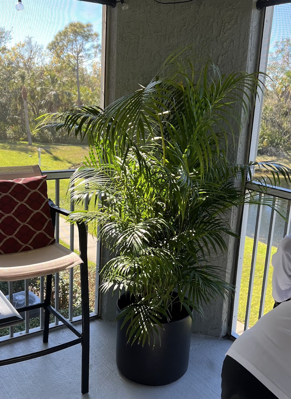 areca-palm-01 areca-palm-01