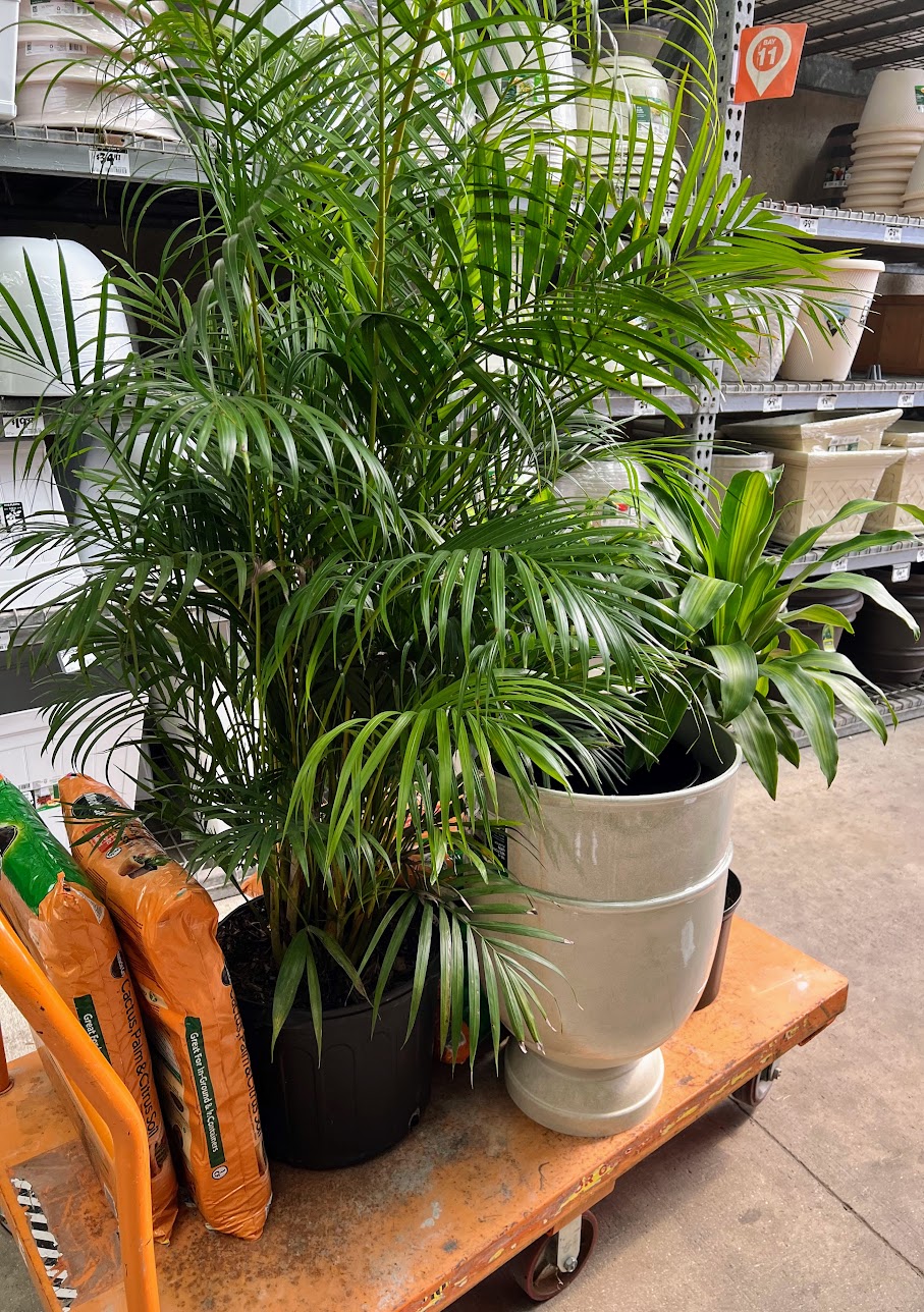 home-depot-plant-hunt-01 home-depot-plant-hunt-01
