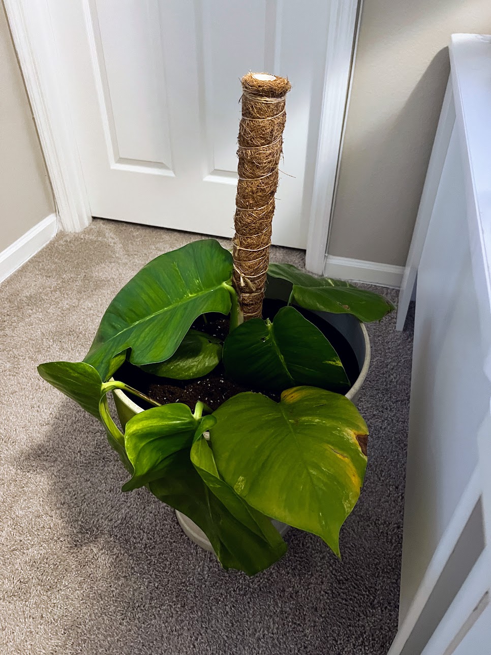 planted-pothos-01 planted-pothos-01