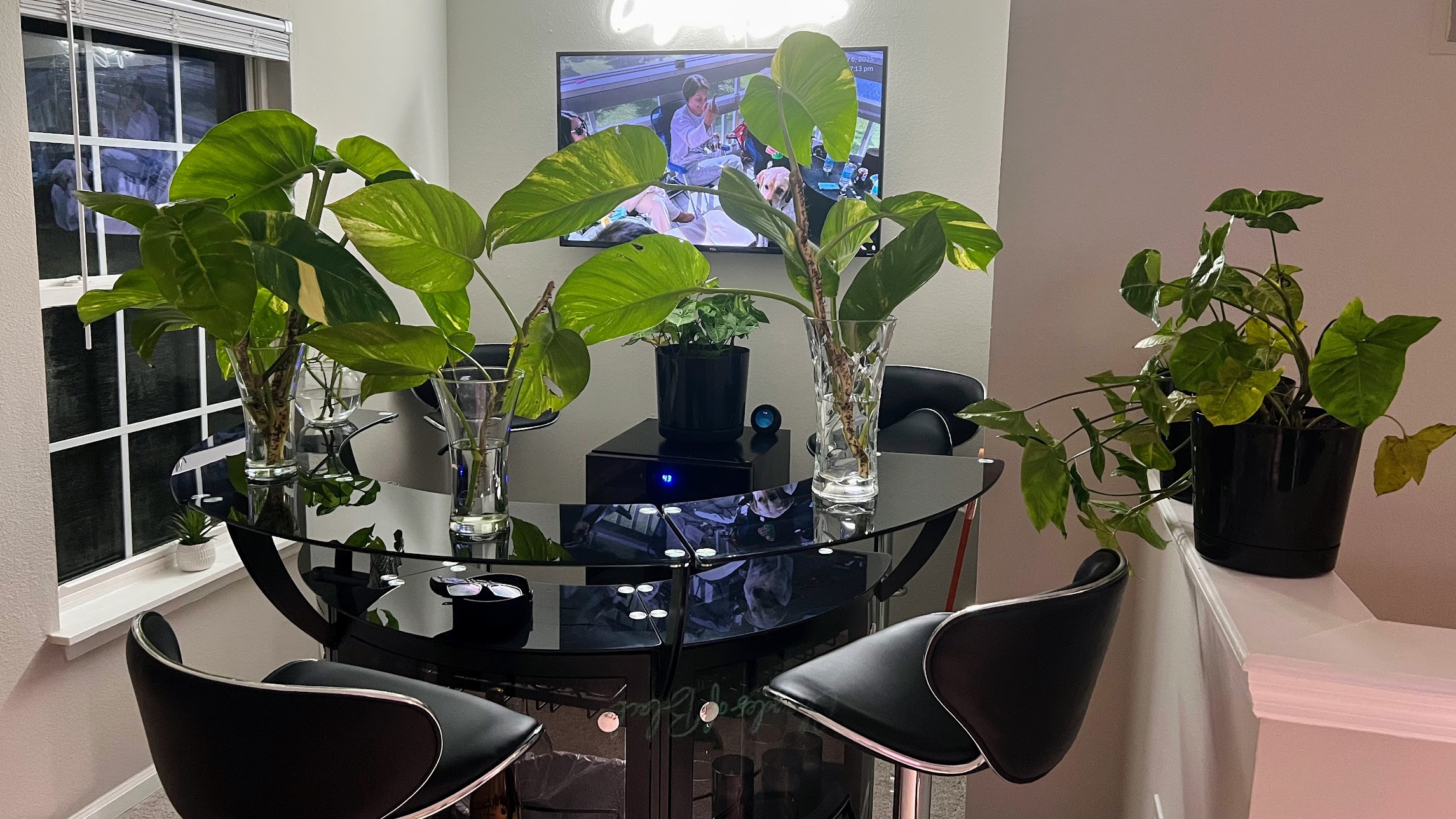 pothos-cuttings-01 pothos-cuttings-01